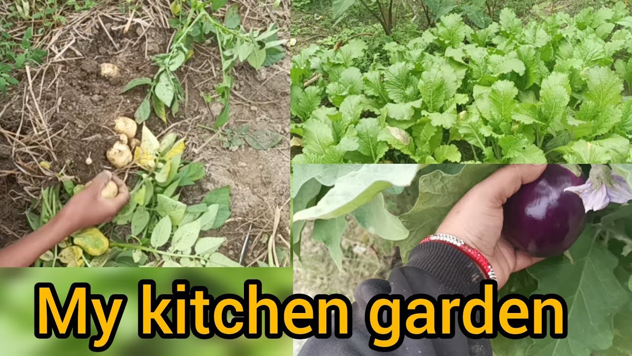 My kitchen garden . मेहनत से तैयार किया मेरा किचन garden 