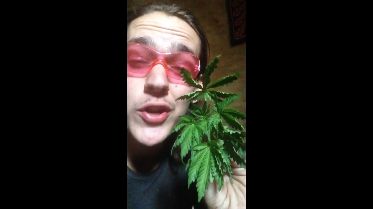 Strain Review: OG Trainwreck Blue Dream Grandaddy Kush (NOT MILK RELATED)