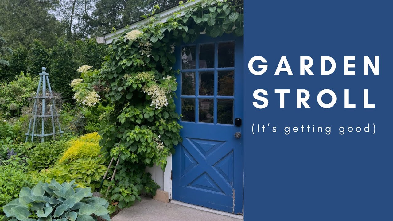 Climbing hydrangeas stealing the show 🌿 Beautiful garden stroll