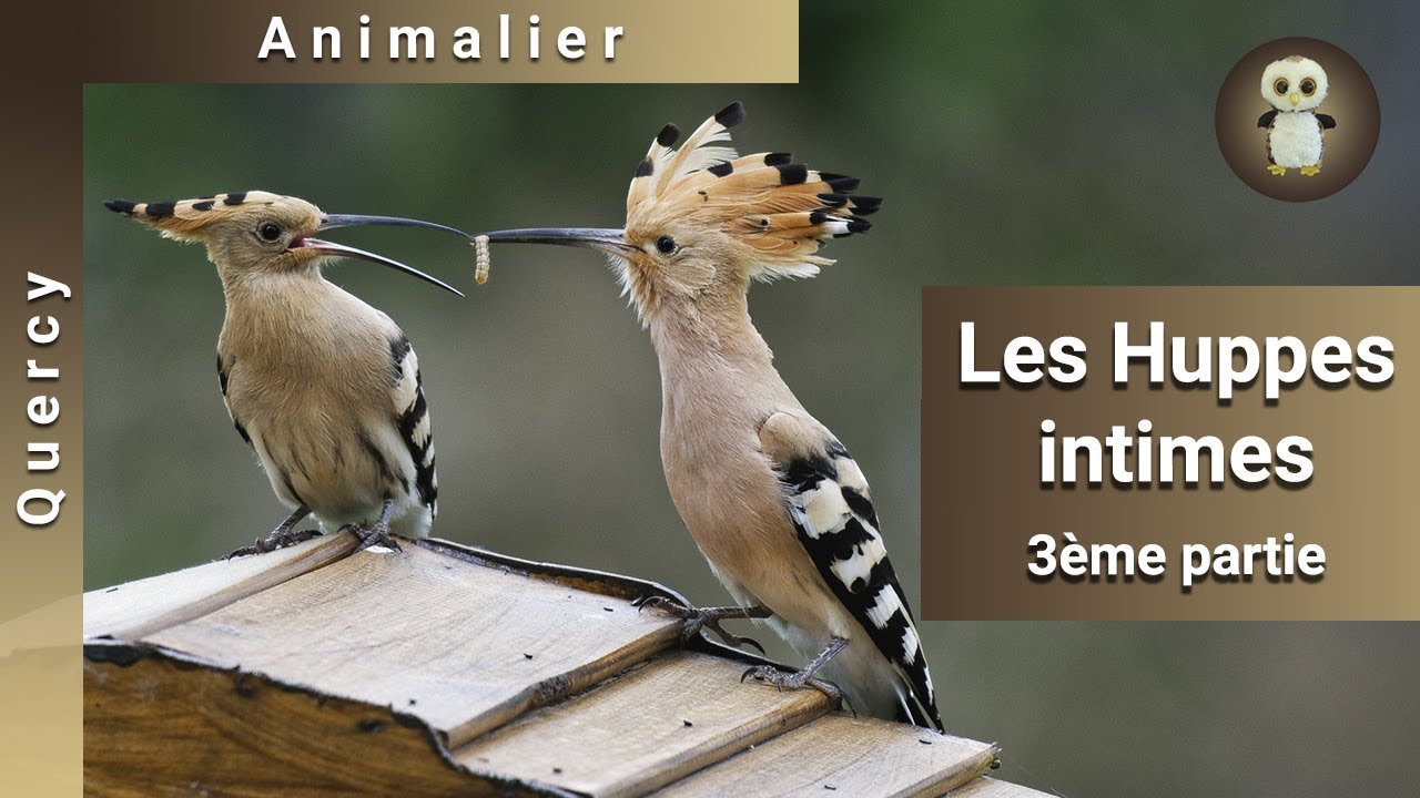 Les Huppes intimes