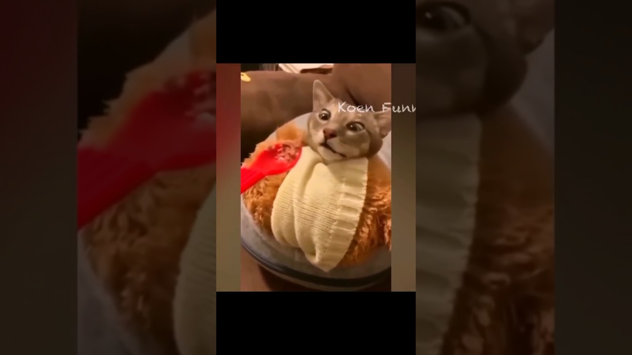 Funny Dogs & Cats: Adorable Troublemakers | Panda&rsquo;s Joy