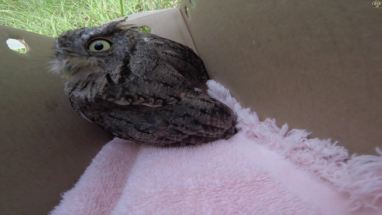 Eastern Screech Owl and Bridled Tern Releases