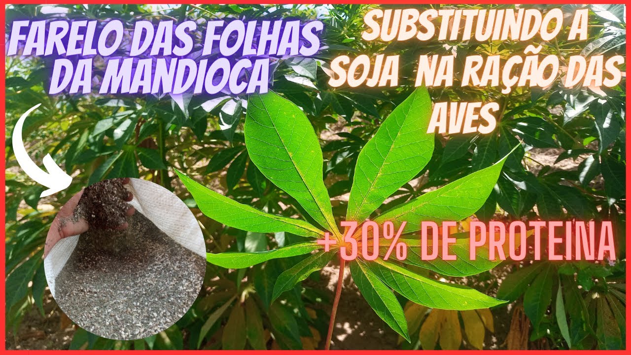 folha da mandioca na ração das  aves  - alimentação alternativa para galinhas