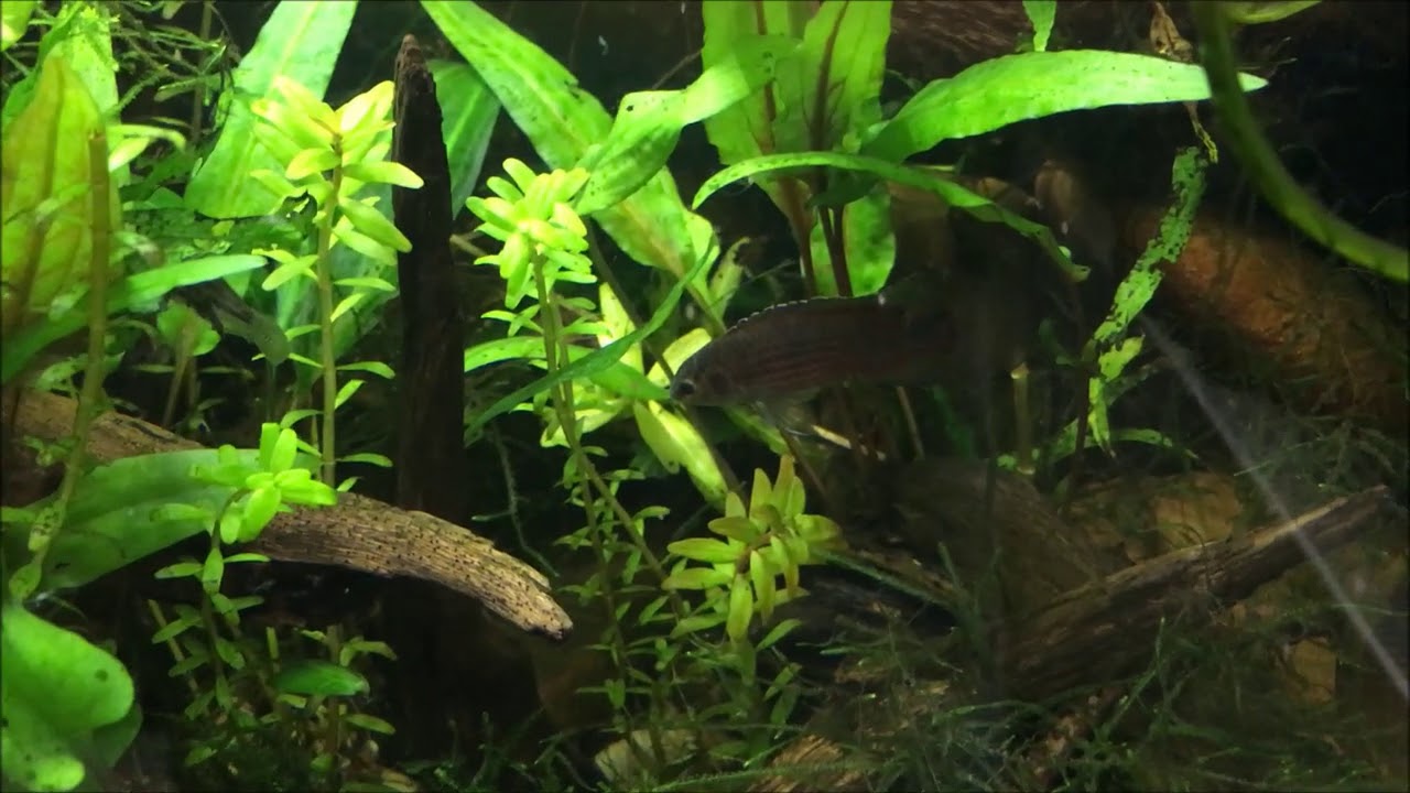 Asienbecken Badis ruber