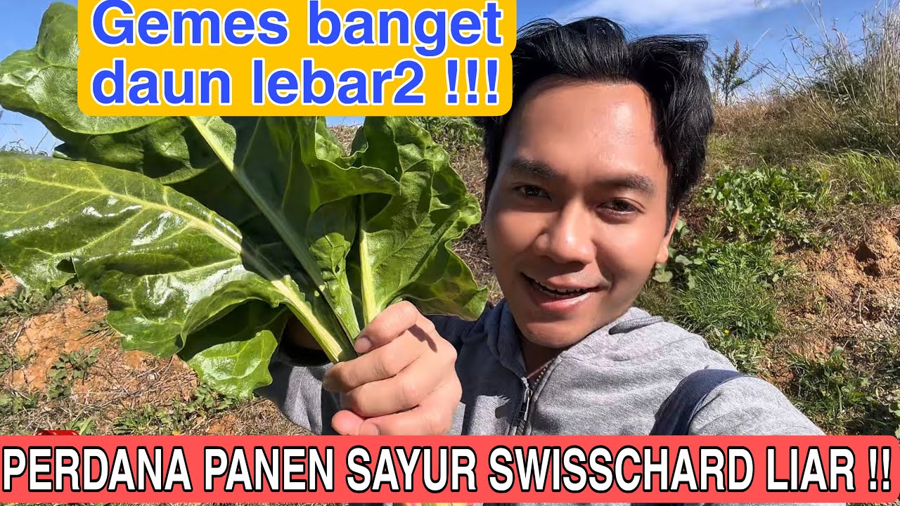 PANEN PERDANA SAYUR LIAR SWISS CHARD JUMBO!! GEMES BANGET DAUN LEBAR2 !! 