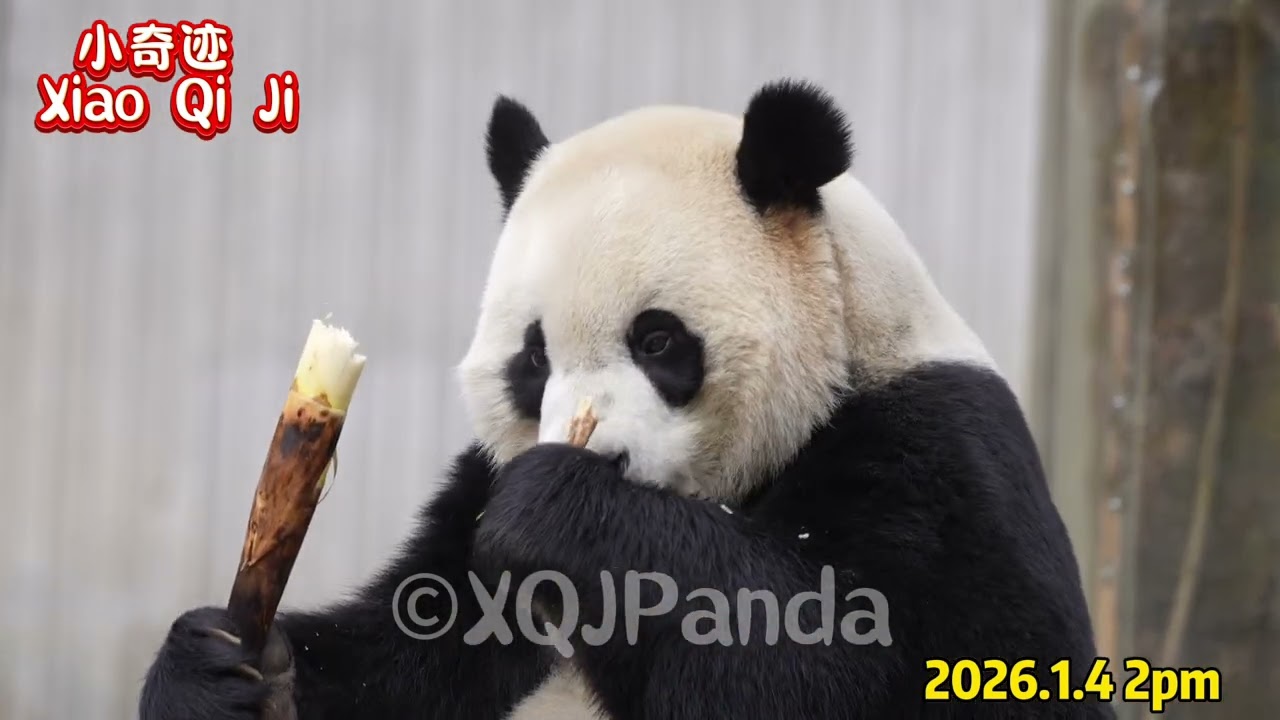 Little Miracle😘 crunching the best bamboo shoots. 🌹 2026.1.4 2pm🌹
