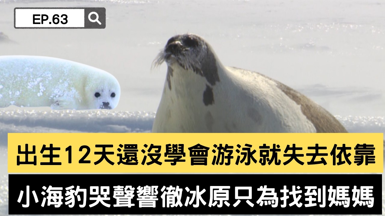 【精選】出生12天還沒學會游泳就失去依靠 小海豹哭聲響徹冰原只為找到媽媽｜聚焦全世界｜舒夢蘭