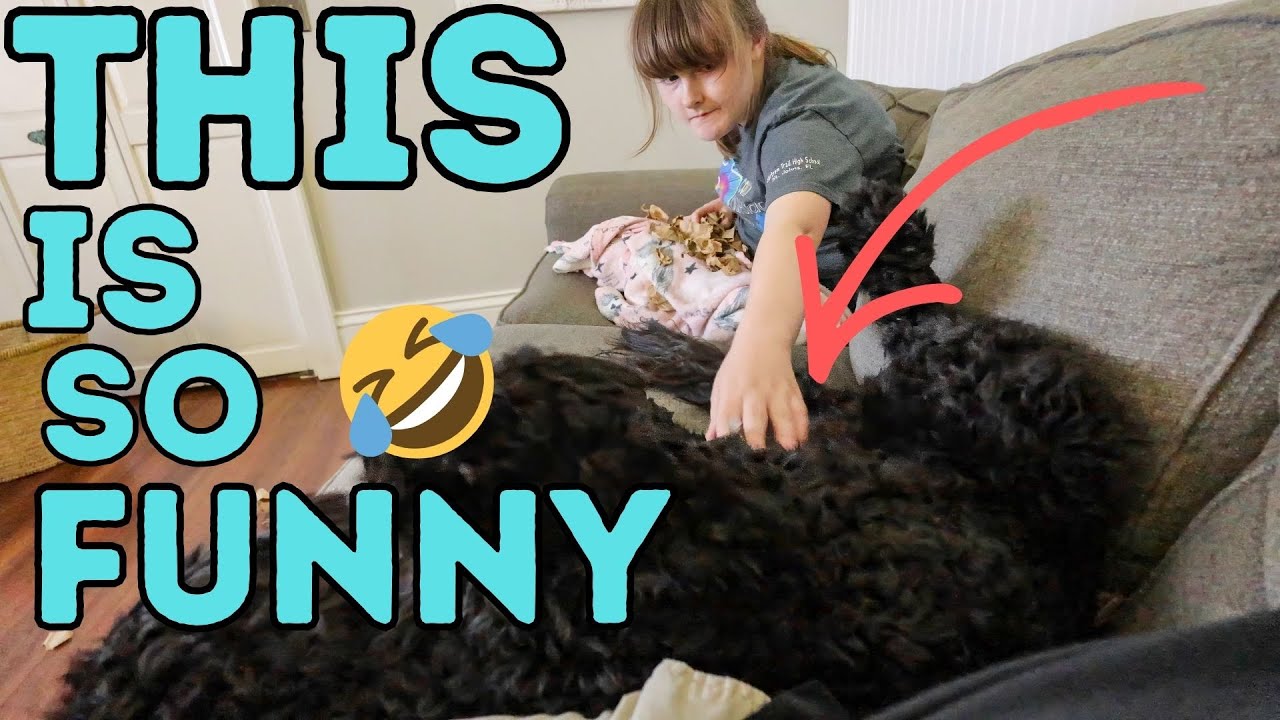 Она думала, что ей дадут питомцев 🤣