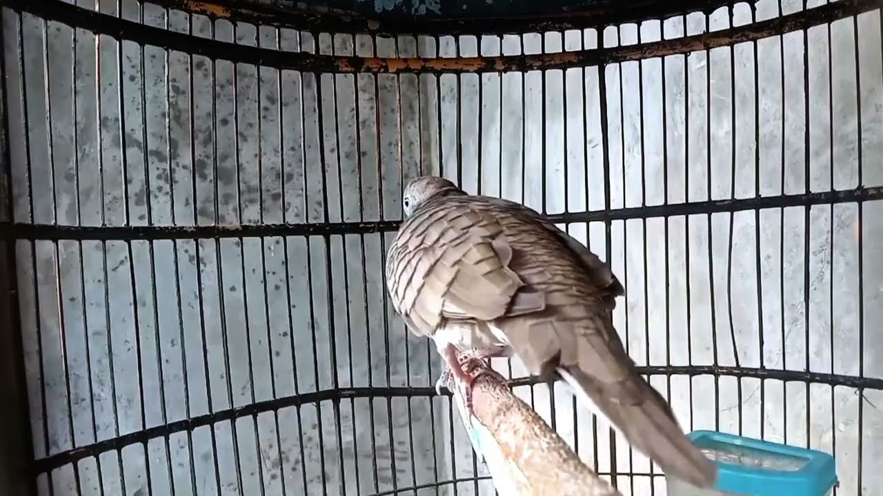 Perkutut lokal suara pikat