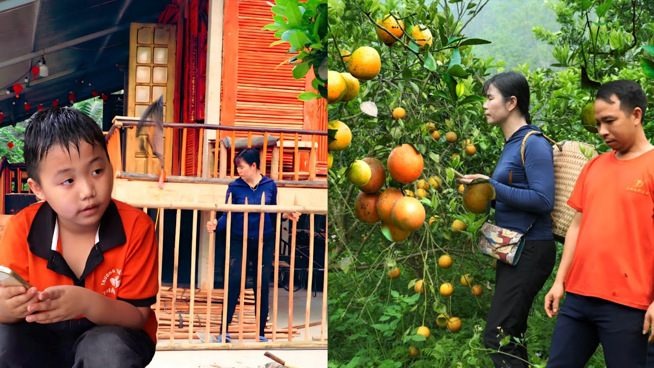 Building a fence by hand, harvesting oranges - the resilience of a mother _Ly Thanh Thuy 