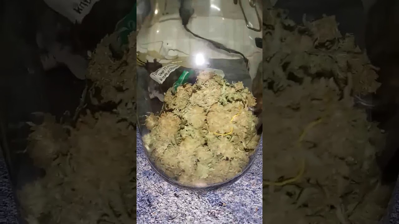 My first indoor grow harvest northern lights mars hydro 600 watts
