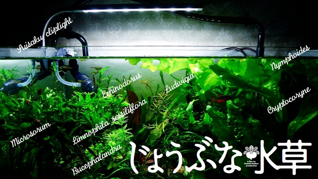 CO2や光量のいらない水草水槽（ｱｸｱﾘｳﾑ）