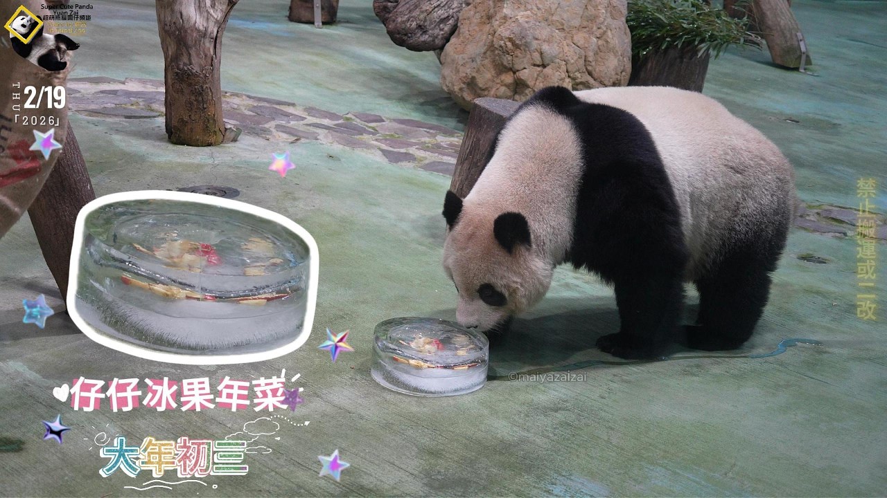 20260219 保育員大年初三幫圓仔準備一道冰果年菜，冰晶晶透明蘋果寶盒 The Giant Panda Yuan Zai