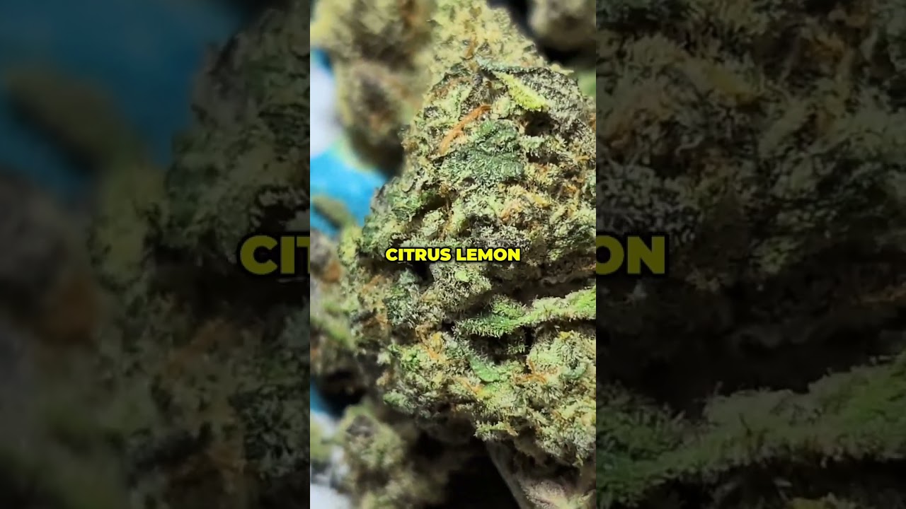 Cheetah Piss Weed: More Than Just Cat Piss? A Flavor Journey!