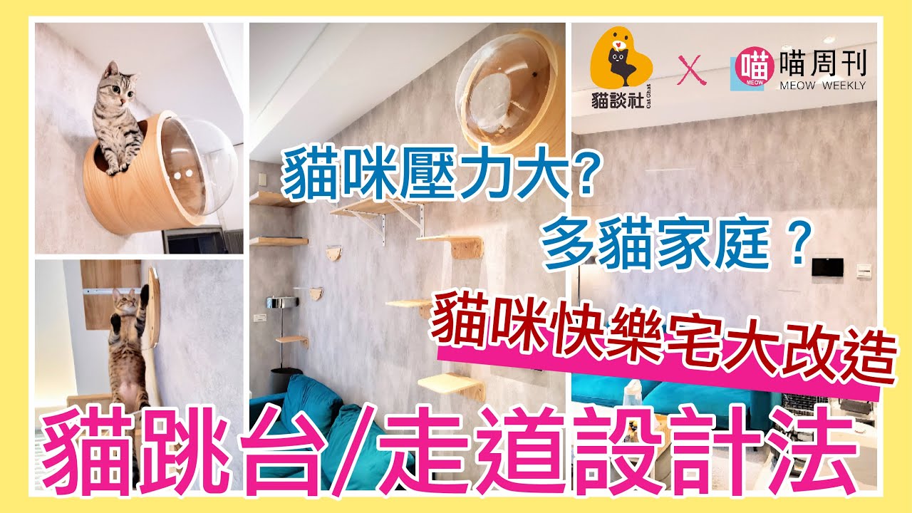 貓咪快樂宅大改造！貓走道設計教學【環境豐富化Part 2】