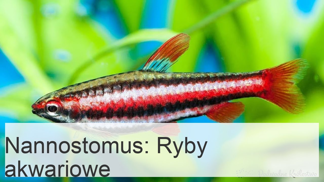 Nannostomus: gatunki i styl życia ryb akwariowych