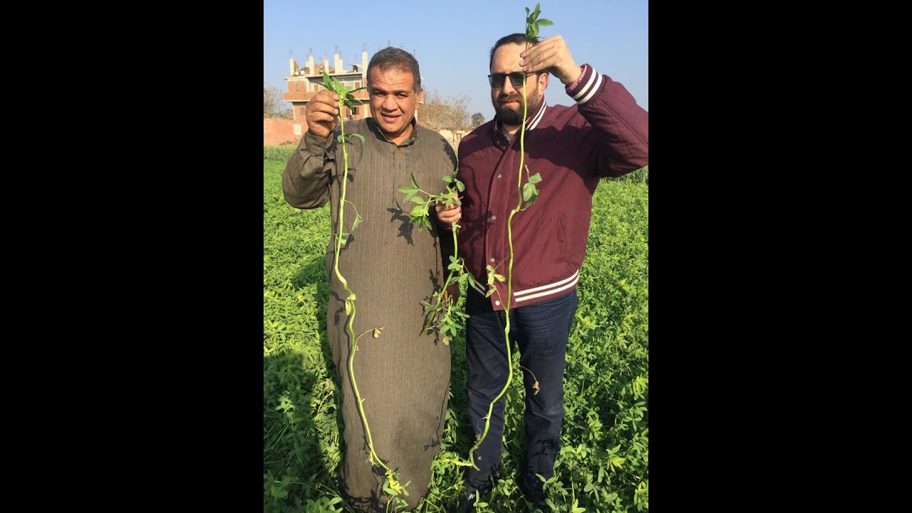 مع بداية الموسم، برسيم يتعدي ١٧٠ سم طول باستخدام الاسمدة الحيوية و الفارق بين استخدام المبيدات