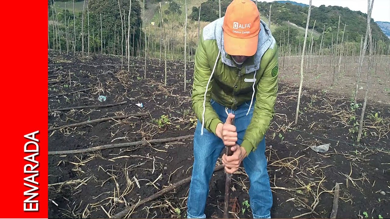 Envarada: siembra(tutorado) de arveja(video 3 de10)