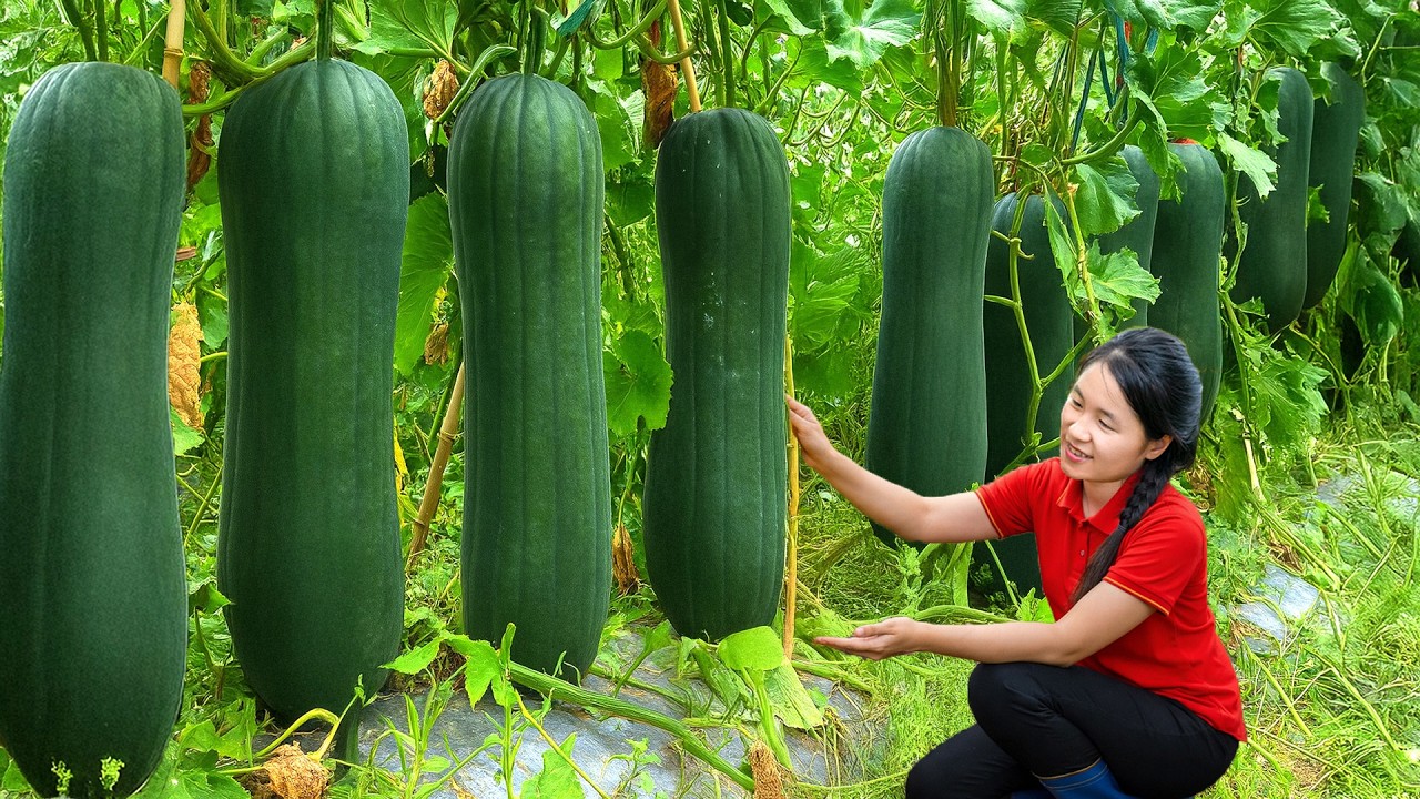 Harvesting 1000+kg Giant Zucchini In The Forest Go To Market Sell | Ella - Free Bushcraft
