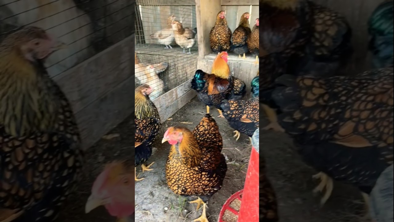 gold wyandotte chicken #shorts #ytshorts #trending #youtubeshorts