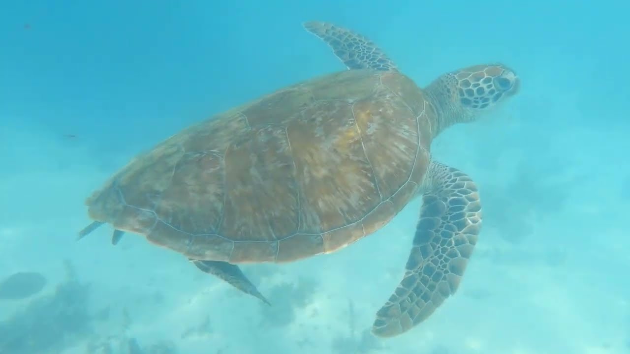 Trou aux Biches - one of the Best beaches in Mauritius | Snorkeling (turtles and much more)