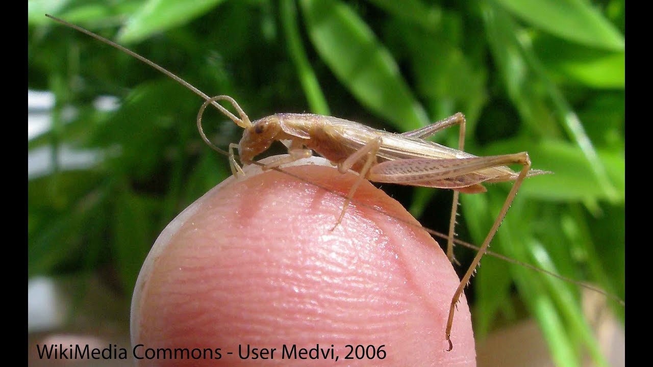 #PianobookWinterVoices - Crickets! D#5