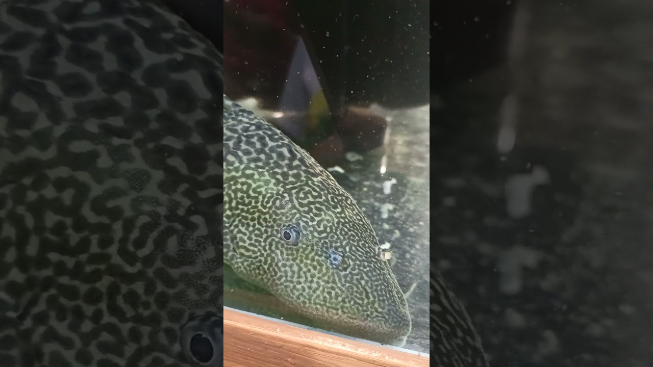 JANITOR FISH AMAZING VERY BIG #fish #animals #satisfying #aquarium #shorts