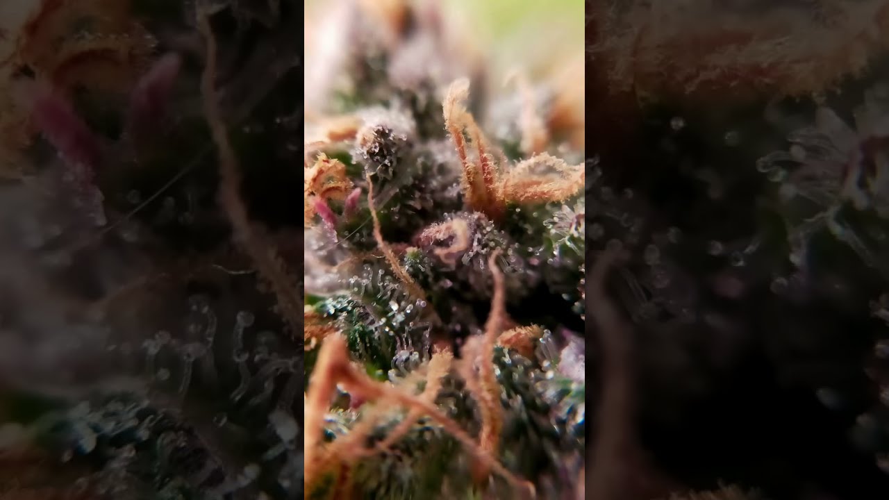 Update from the Blue Kush Berry