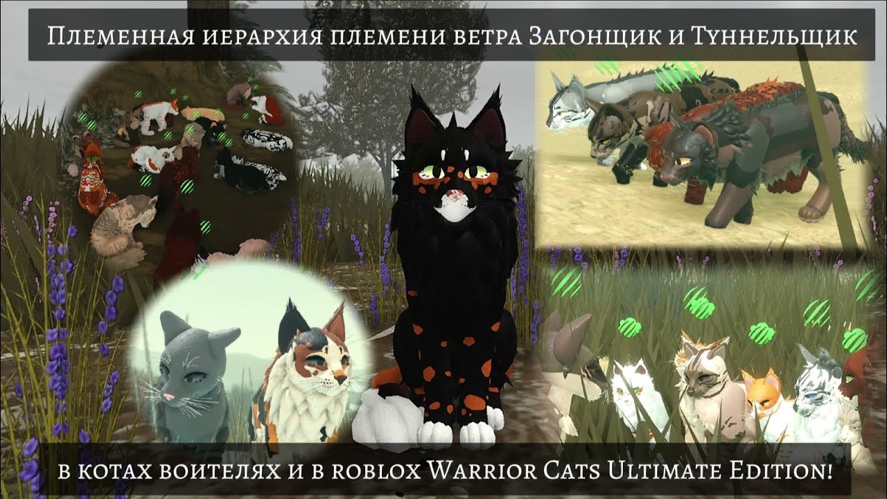 Племенная иерархия племени ветра Загонщик и Туннельщик в котах воителях!