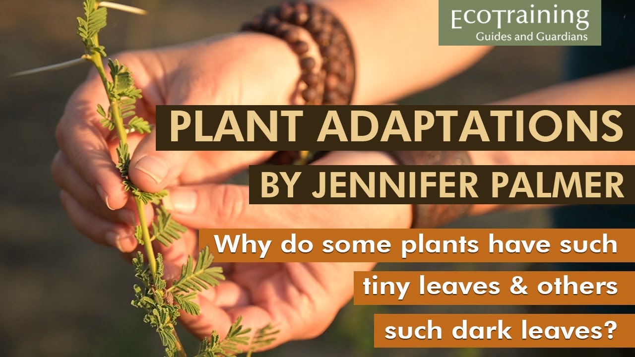 Flora Fridays: Jennifer Palmer | Plant Adaptations 2