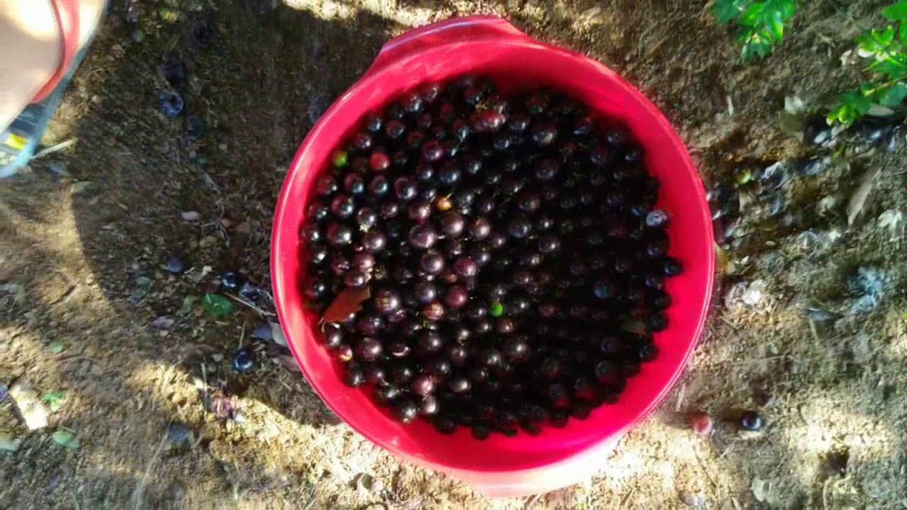 Fruta vermelha - Muitas jabuticabas - sa&uacute;de na certa - Alexandre e Brincadeiras