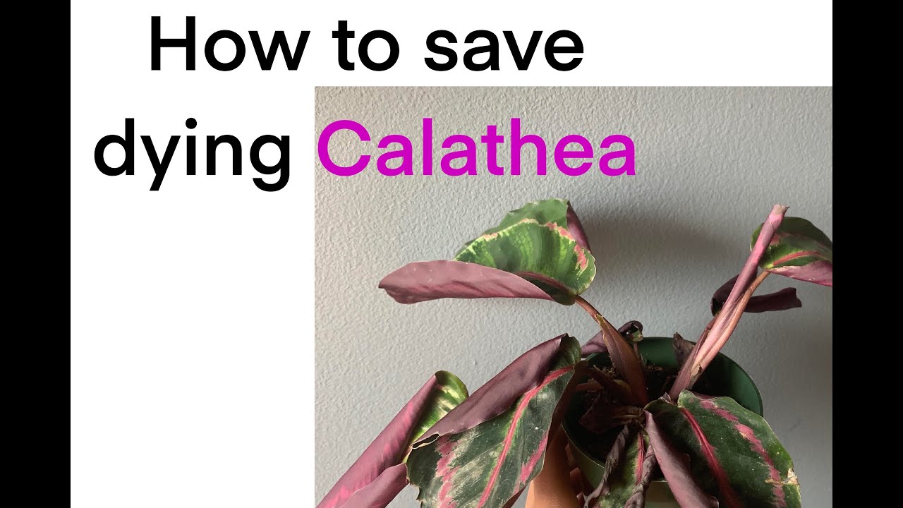 How to save your plant Calathea from dying and leaf problems