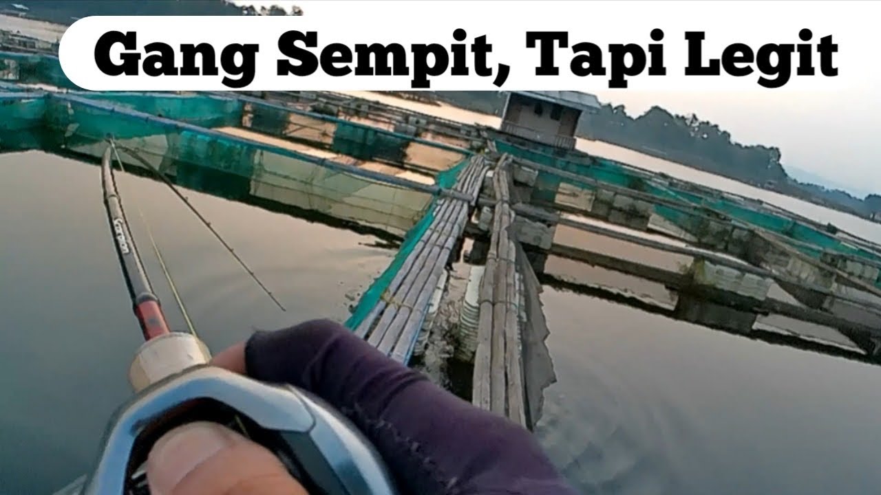 Casting Toman Waduk Saguling || Saguling Ready  Boys|| 🎣💦