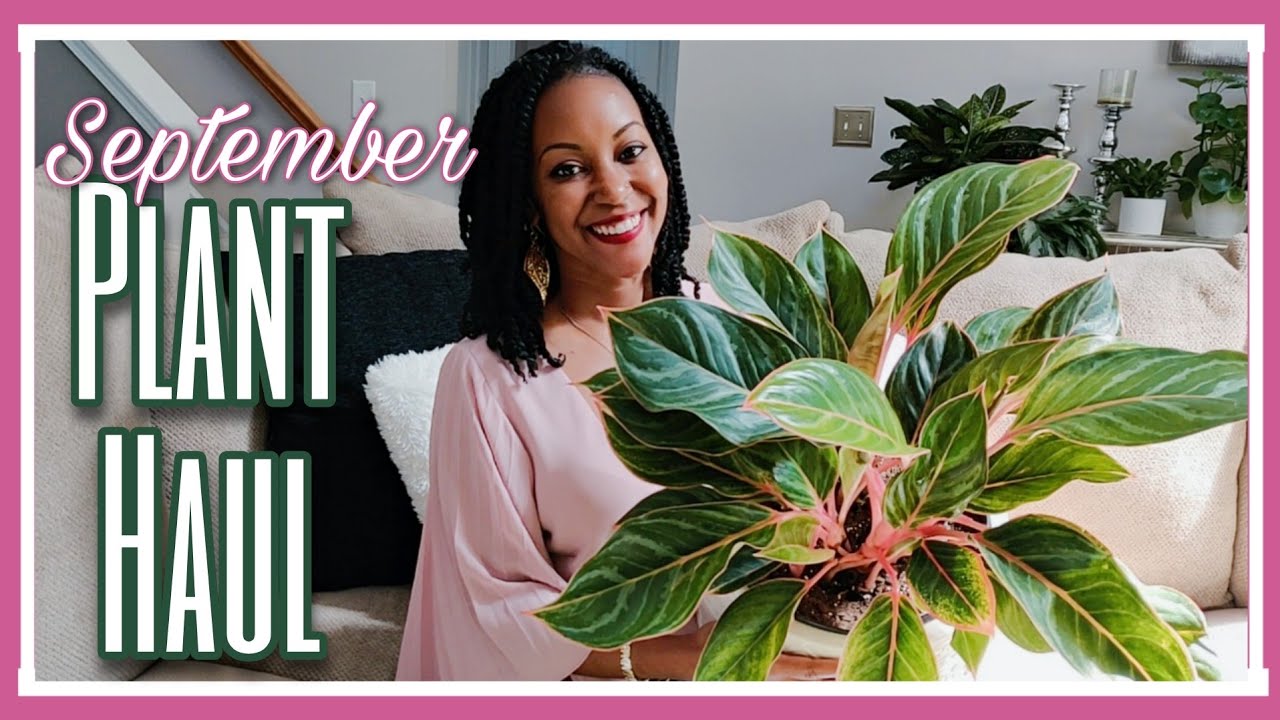 I Bought MORE Aglaonemas!🌿|| September Plant Haul 2020|| Kreatyve Gardenista
