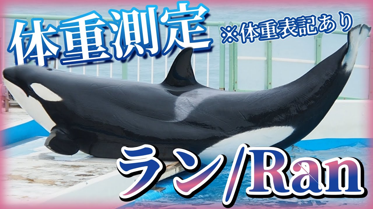 シャチの体重測定『ランちゃん編』#鴨川シーワールド  #シャチ  #kamogawaseaworld #orca #animals