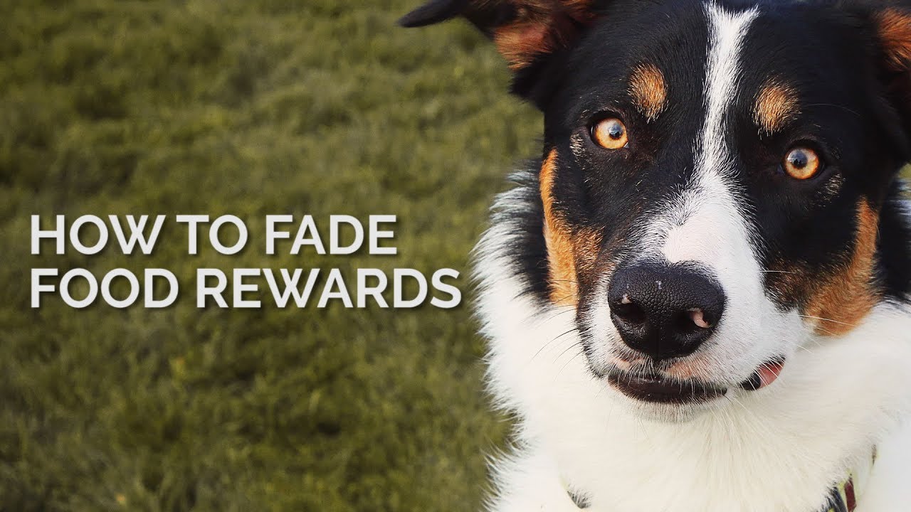 Do I HAVE to use FOOD REWARDS forever?!