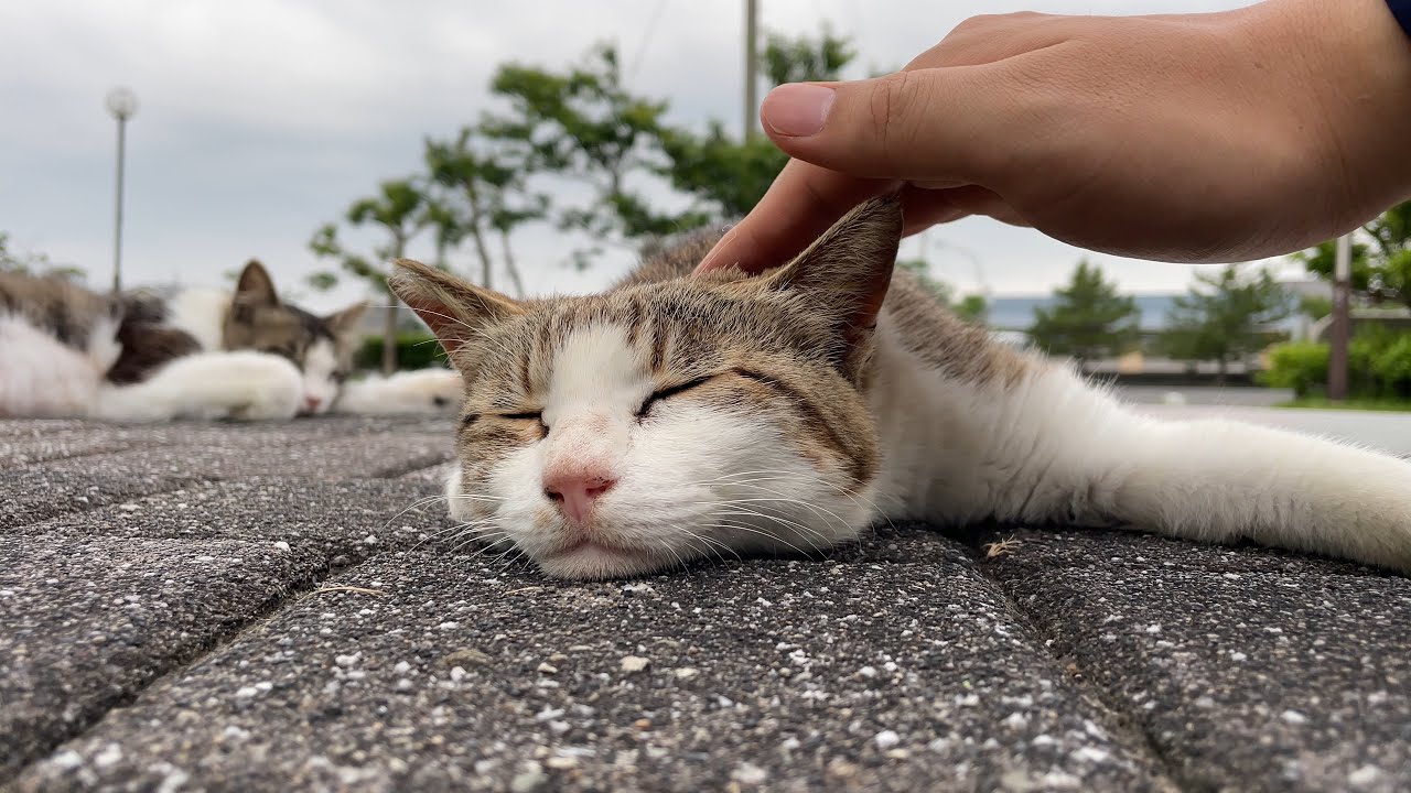 とけていたニャンコ四天王をナデナデで癒した