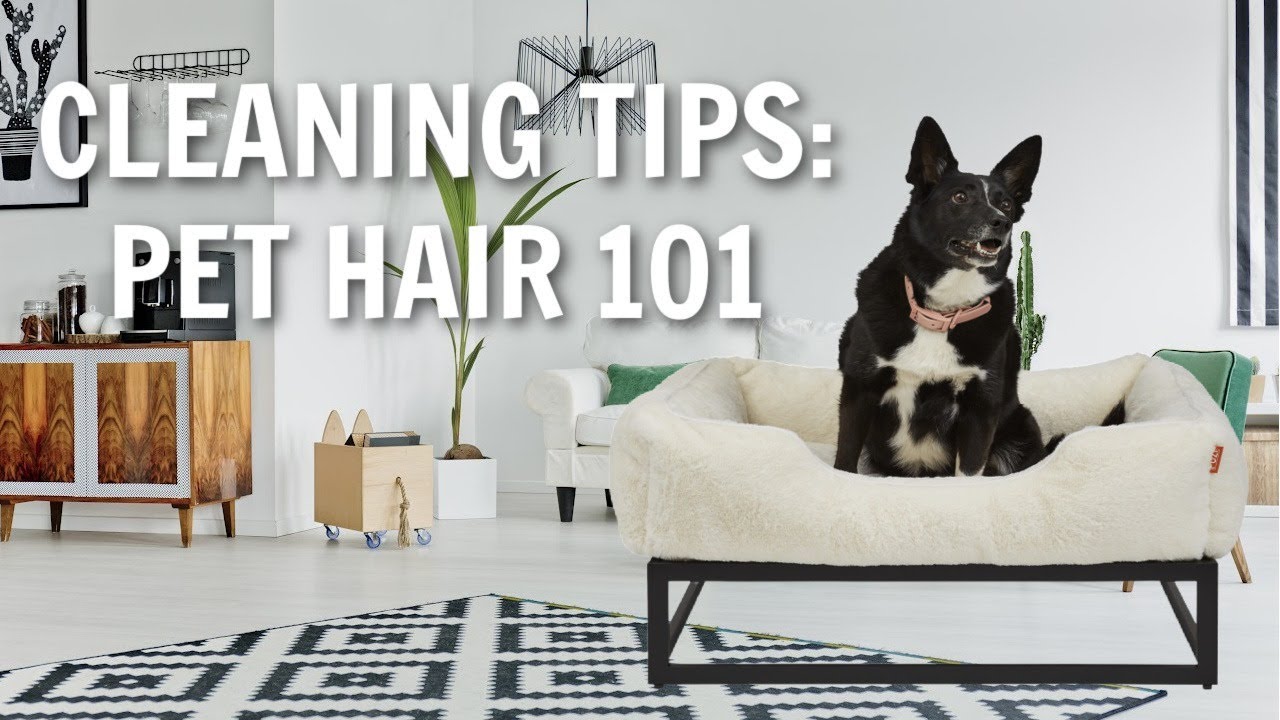 Why Pets Having Their Own Bed Can Keep Your House Cleaner with Kris Leigh and Alice Arabia