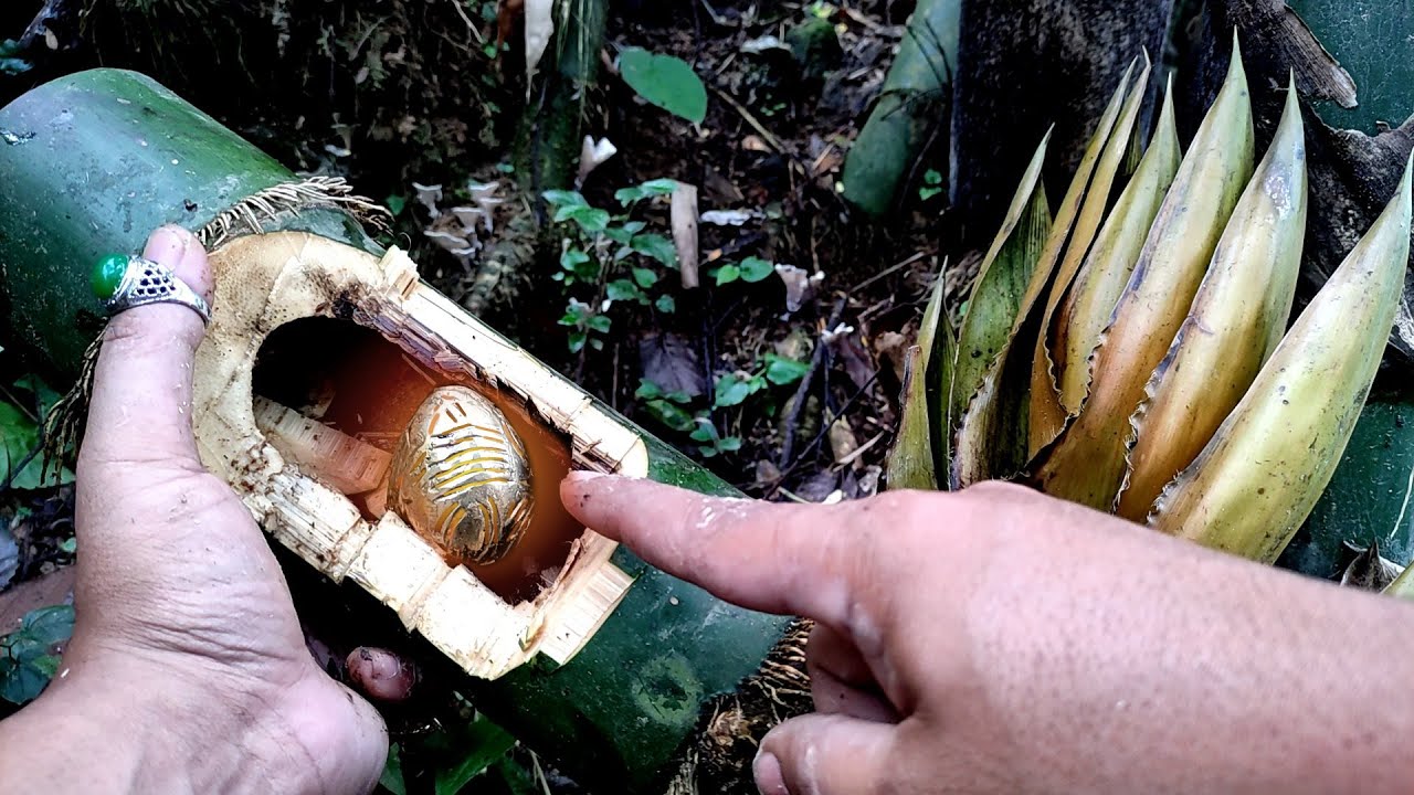 GEMPAR..!! Bambu angker berisi telur naga emas