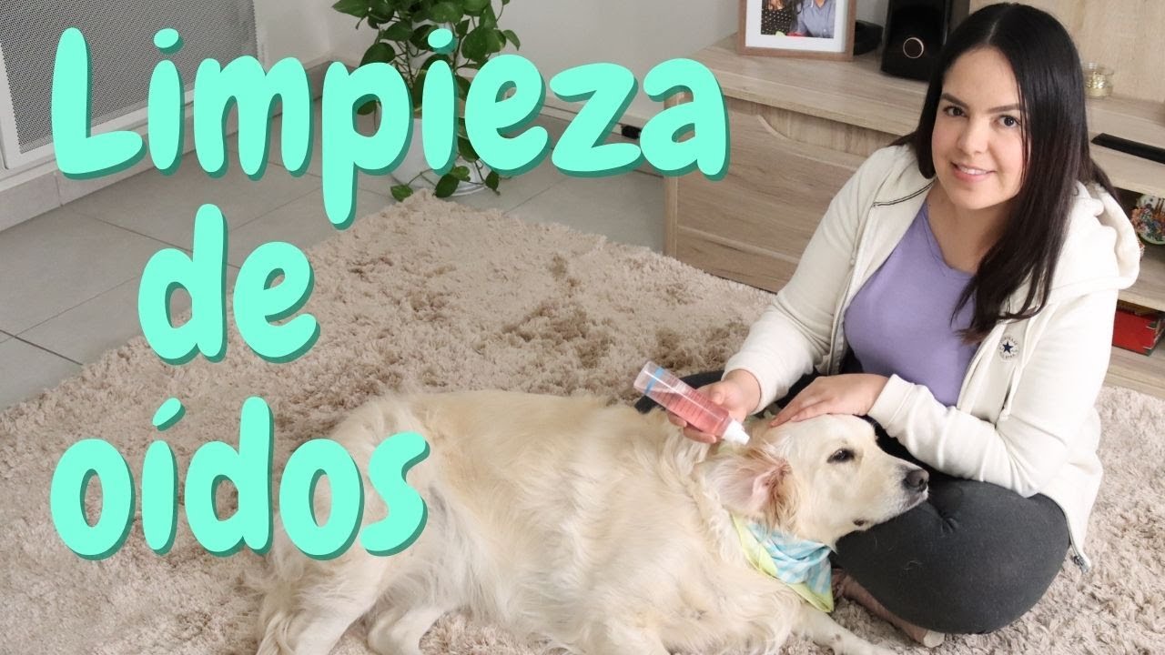 Cómo limpiar las orejas de tu perro