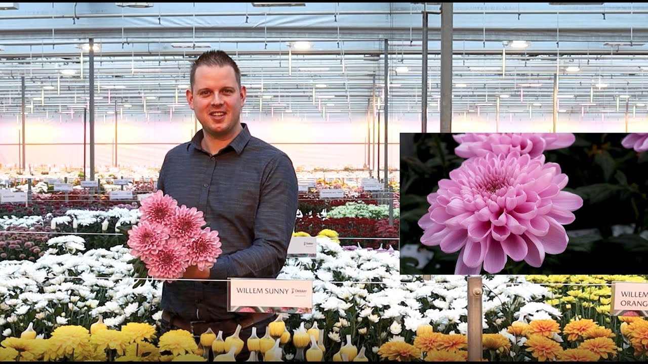 Chrysanthemum Valley de Digitale Editie (PLUIS) week 5-2021