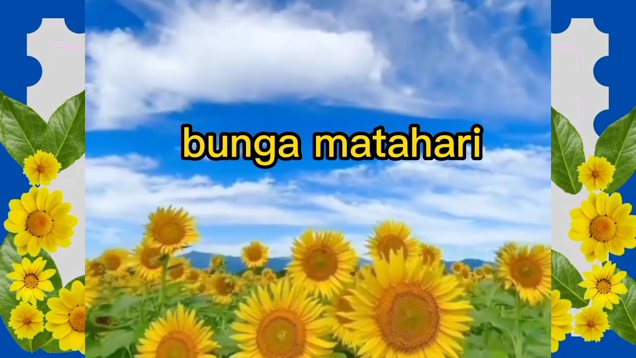 video pembelajaran subtema bunga matahari|| PAUD