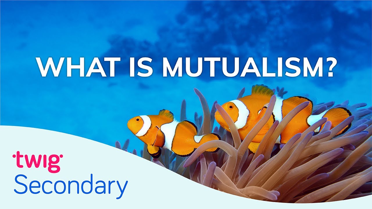Symbioza: Mutualizm | Twig Secondary