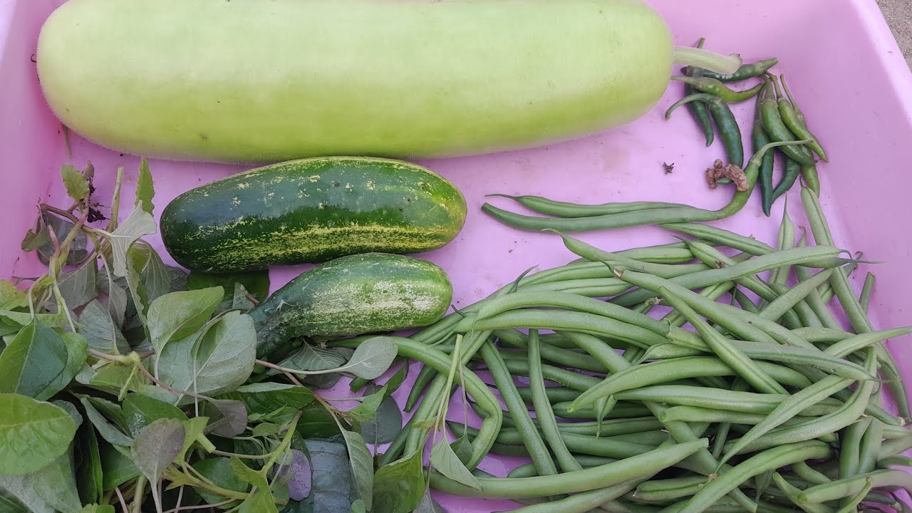 Natural vegetables grow tips and harvesting 