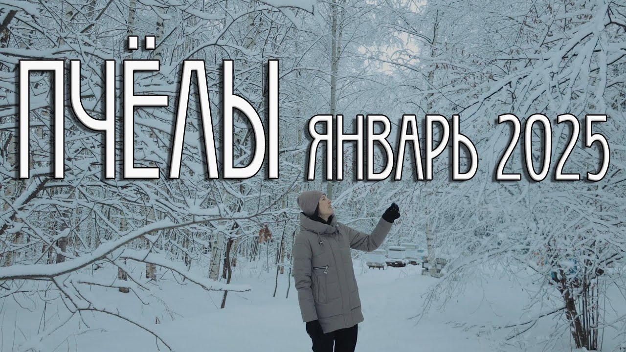 ОБЪЯВИЛИСЬ В ЯНВАРЕ! ЧТО СТАЛО С ПАСЕКОЙ? КАК ПЧЁЛЫ?