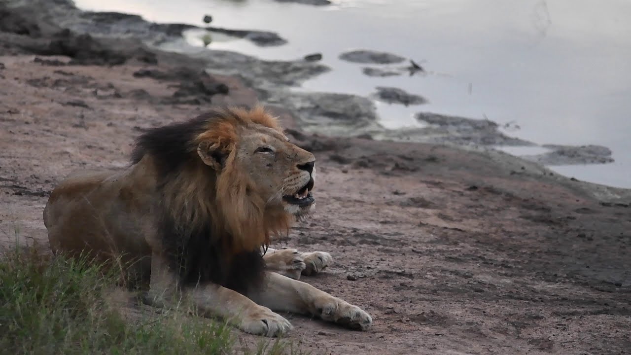 New lions and an EPIC Lion fight!! | The Virtual Safari #18