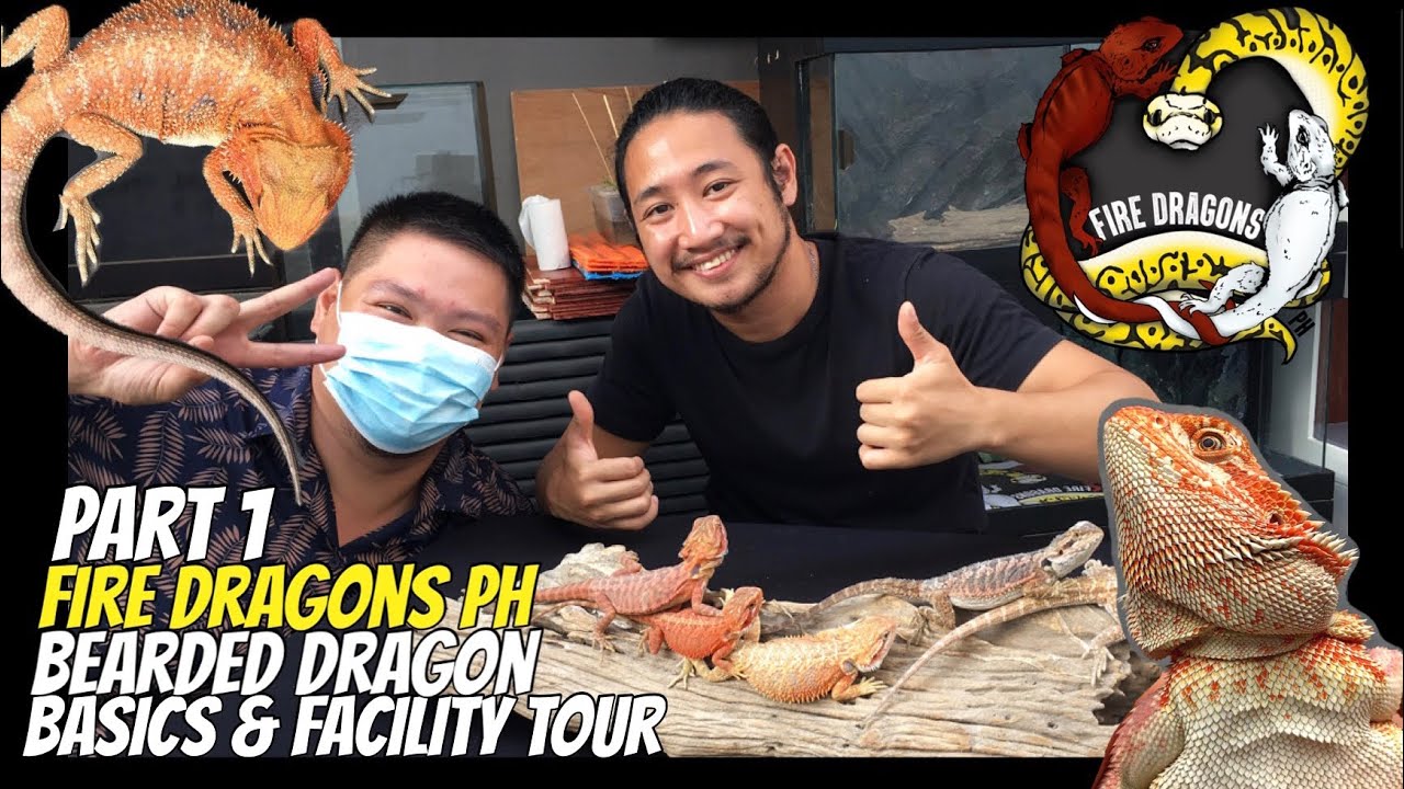 Fire Dragons PH Part 1: Bearded Dragon Care + Facility Tour | Presyo ng mga Enclosure