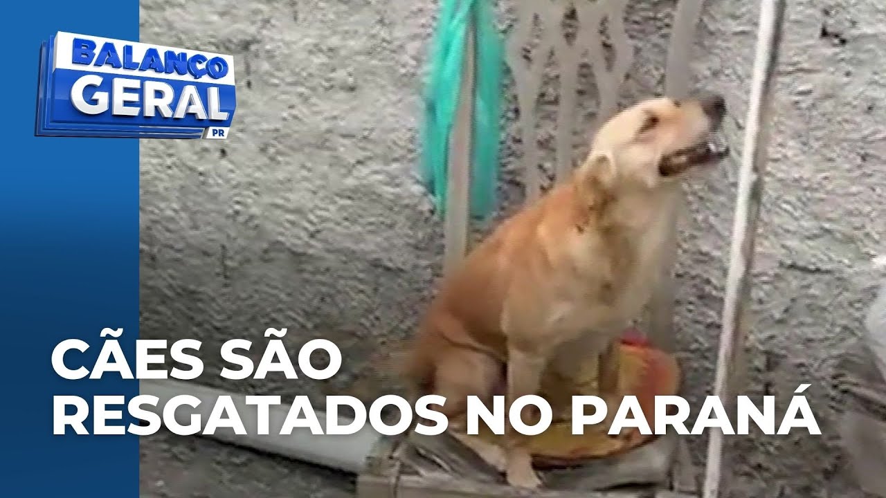 Polícia Civil resgata 5 cães em casa no Paraná; material genético dos suspeitos foi coletado