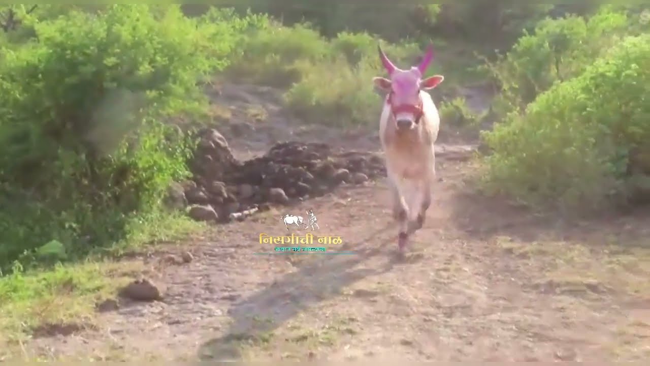 बकासुर बैलाला डोंगरात चरत असताना मालकाने आवाज दिला की कसा पळत खाली येतो बघा