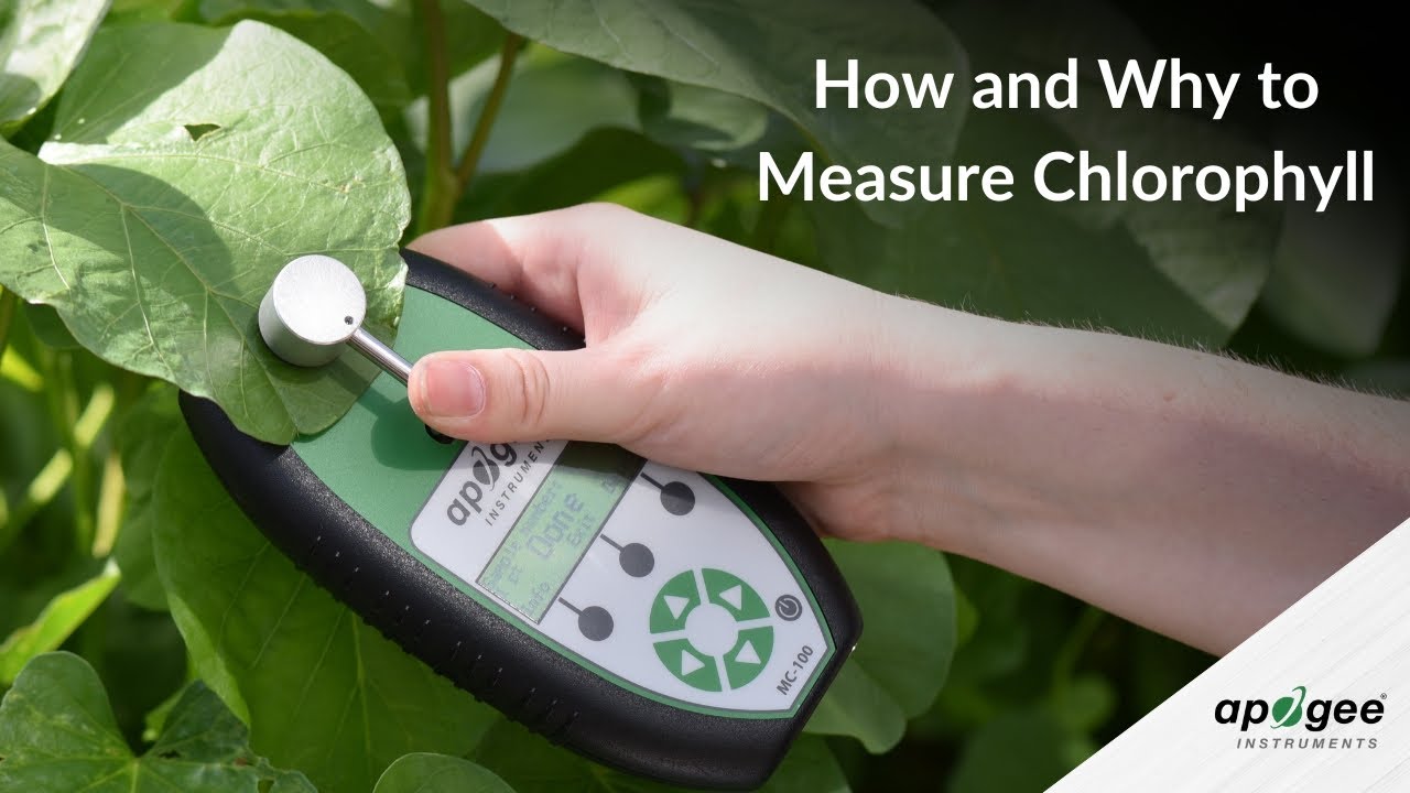 Measure Chlorophyll Without Destroying Leaves
